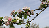 Zu sehen ist der Zweig eines Baumes, an dem grüne Blätter und rosafarbene Blüten blühen.