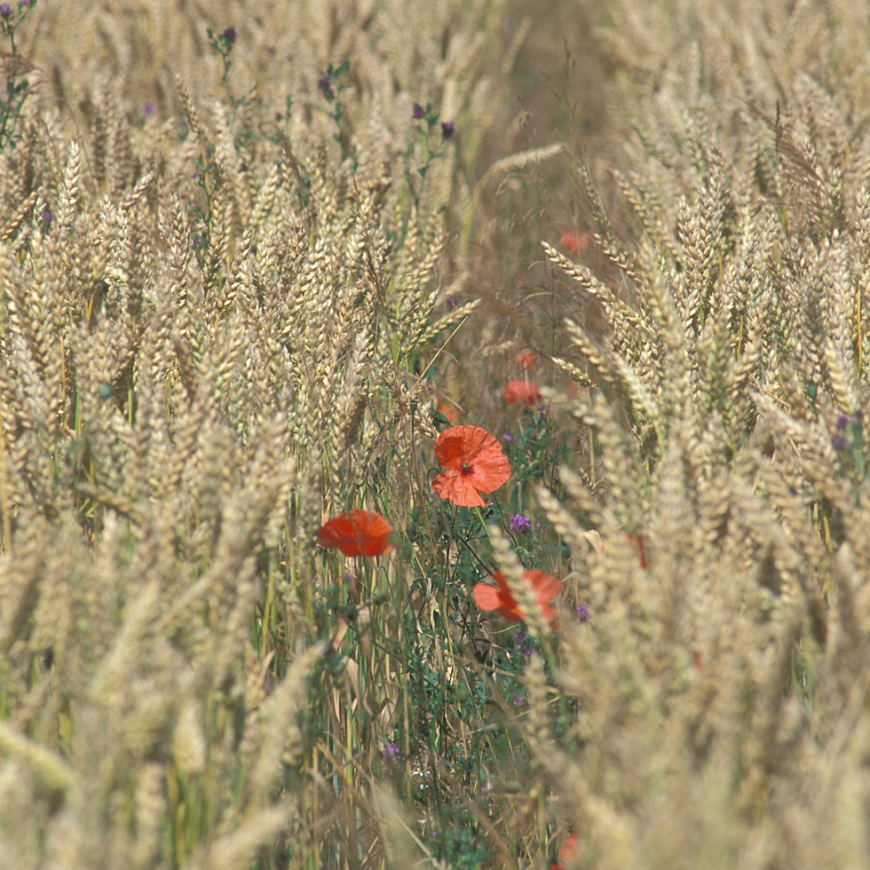 Weizenfeld mit Mohnblume