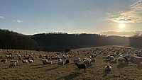 Das Bild zeigt eine hügelige Wiese vor tief stehender Sonne, auf der viele Schafe weiden.