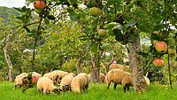 Mehrere Schafe weiden auf einer grünen Wiese unter Obstbäumen an denen Äpfel hängen.