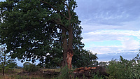 Ein großer, alter Baum vor Abendhimmel.