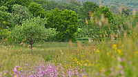Das Foto zeigt eine Wiesenlandschaft mit vielfältiger Vegetation. Im Hintergrund ist ein Waldrand zu erkennen.
