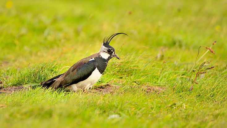 Ein schwarz-weißer Vogel auf einer grünen Wiese.